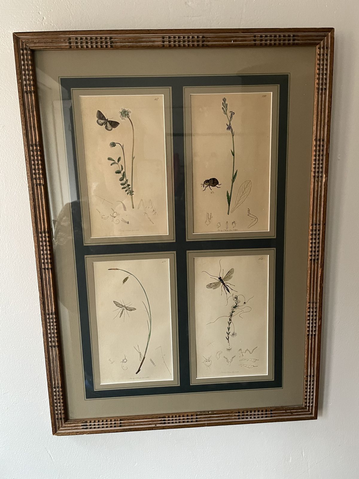 Antique Botanicals With Insects And Plants By John Curtis