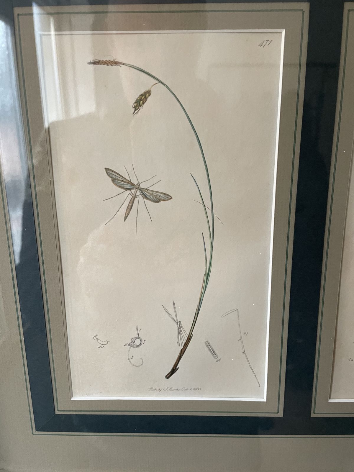 Antique Botanicals With Insects And Plants By John Curtis photo 295.0