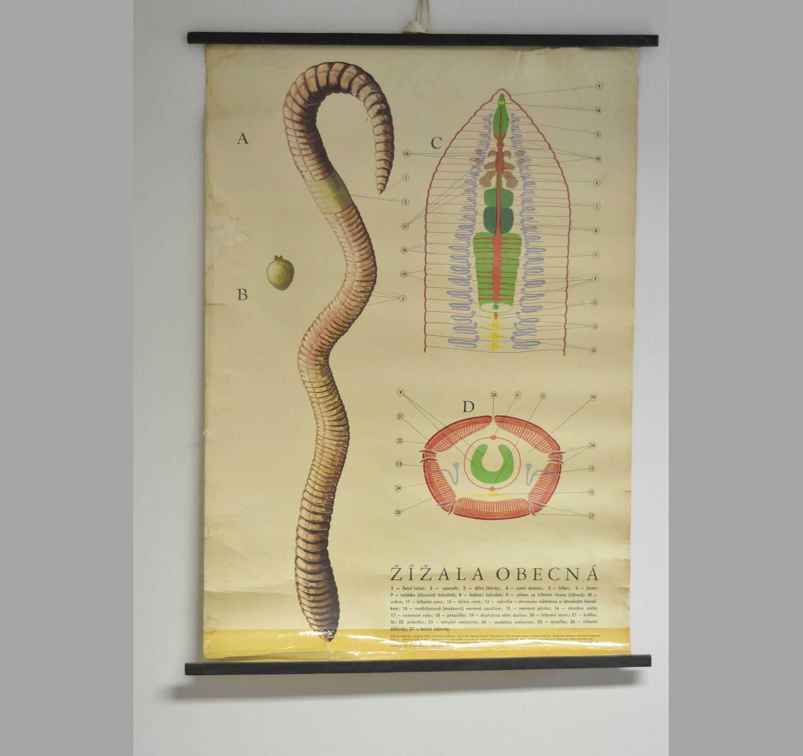 Eartworm School Chart, Pull Down Chart, School Pull Down Chart, Vintage School Chart, School Chart, School Pull Down, School Poster, School
