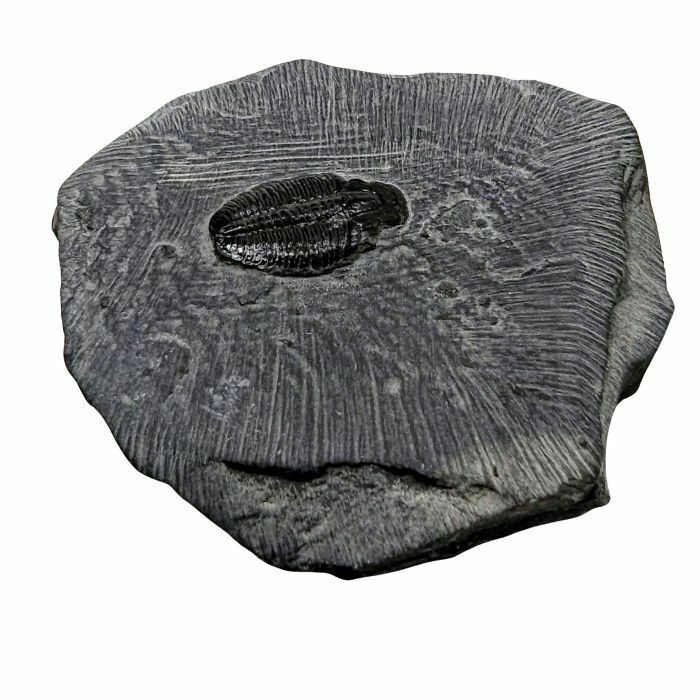Fossil Stone Elrathia Kingii Trilobite Plate   Cambrian photo Home Decor