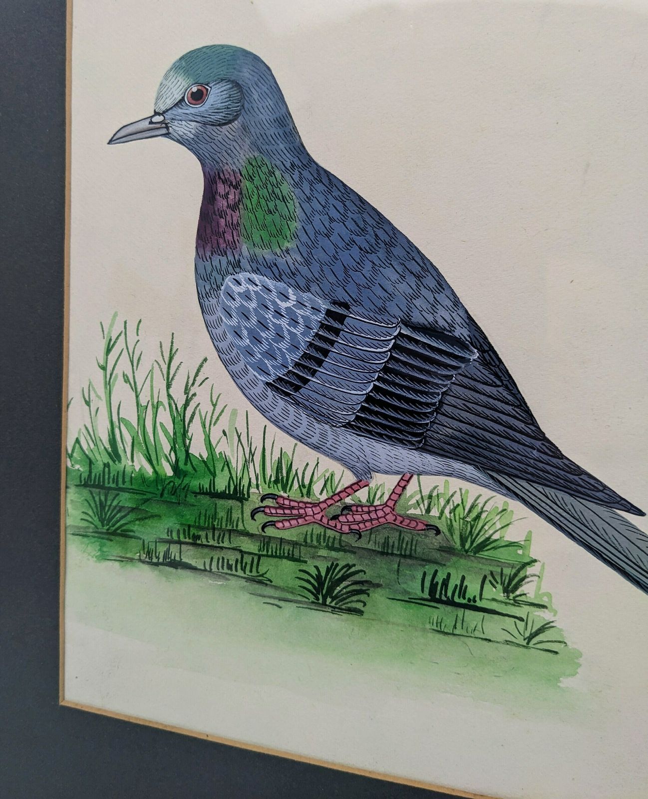 A Fine Original Watercolour Painting Of A Pigeon In An Antique Gilt Frame, Vintage Bird Art photo Art