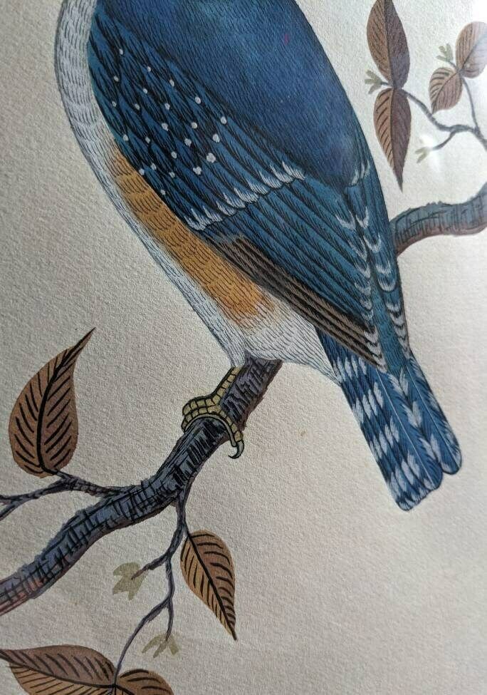 A Very Fine Original Watercolour Painting Of A Blue Kingfisher Bird By Nepalese Artist C.B.S. Dangol photo vintage
