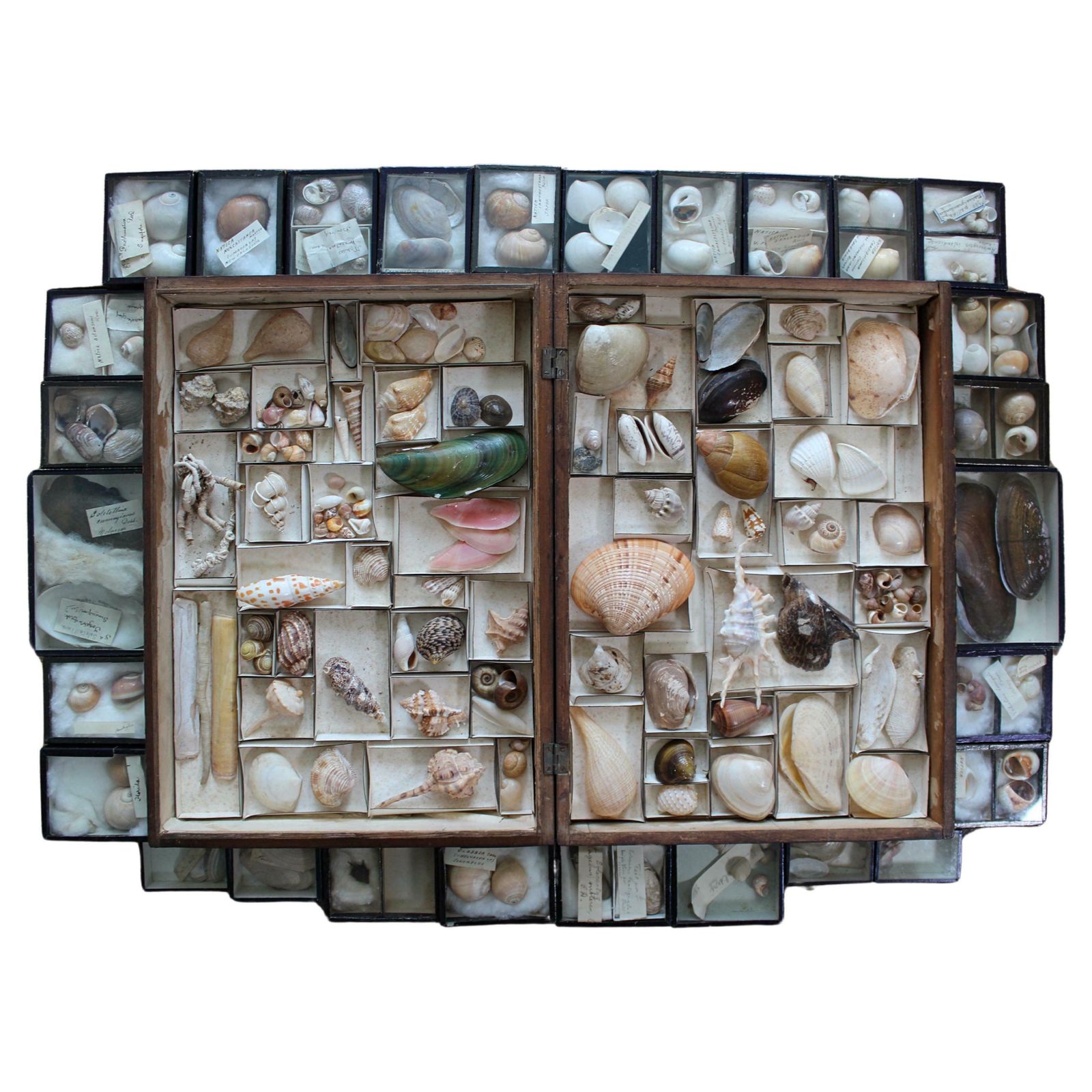 19th Century Large Collection Of Victorian Conchology Shell Specimens Taxidermy