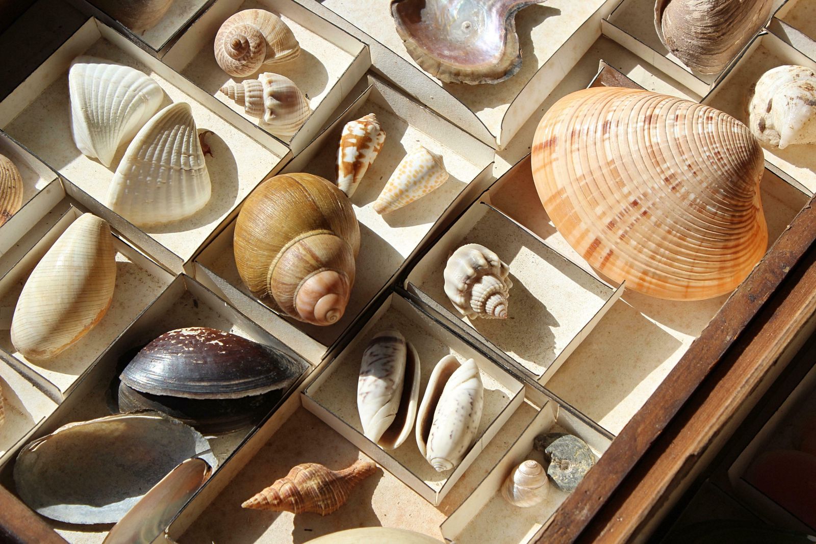 19th Century Large Collection Of Victorian Conchology Shell Specimens Taxidermy photo Home Decor