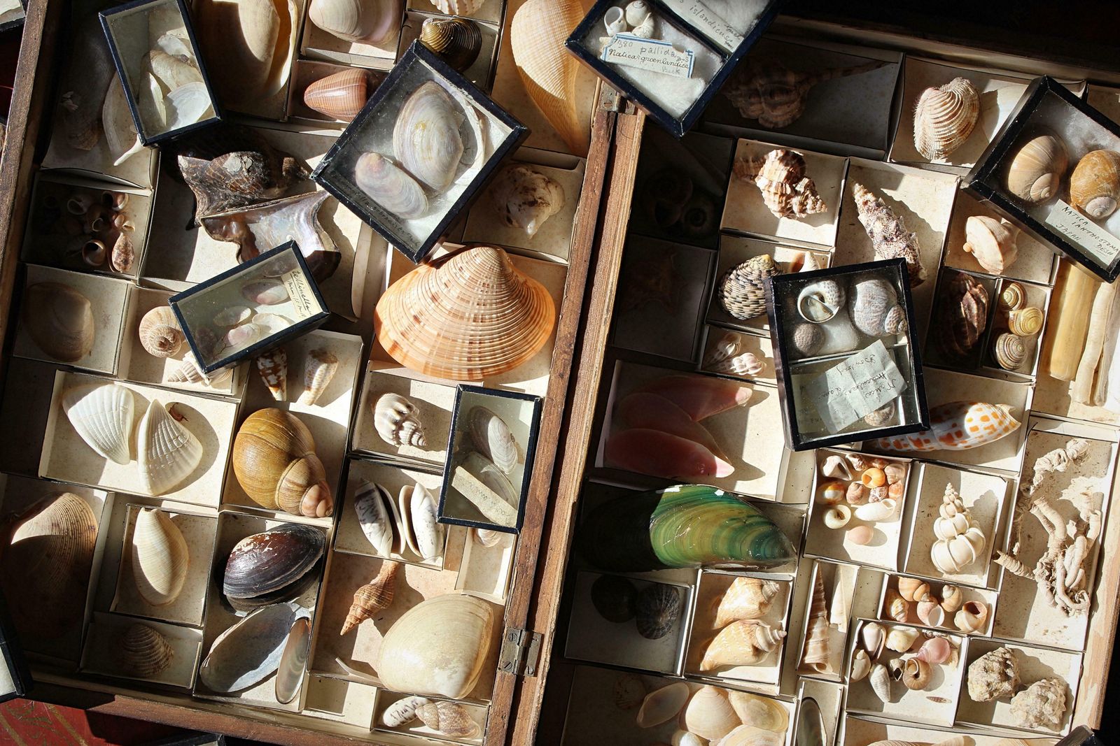 19th Century Large Collection Of Victorian Conchology Shell Specimens Taxidermy photo buy