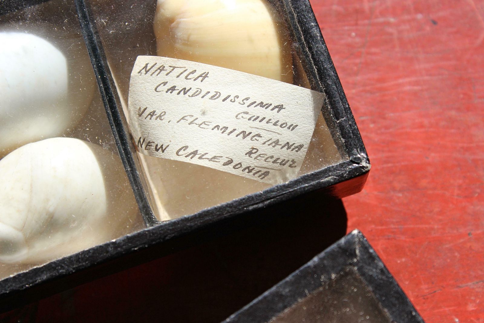photo furniture 19th Century Large Collection Of Victorian Conchology Shell Specimens Taxidermy
