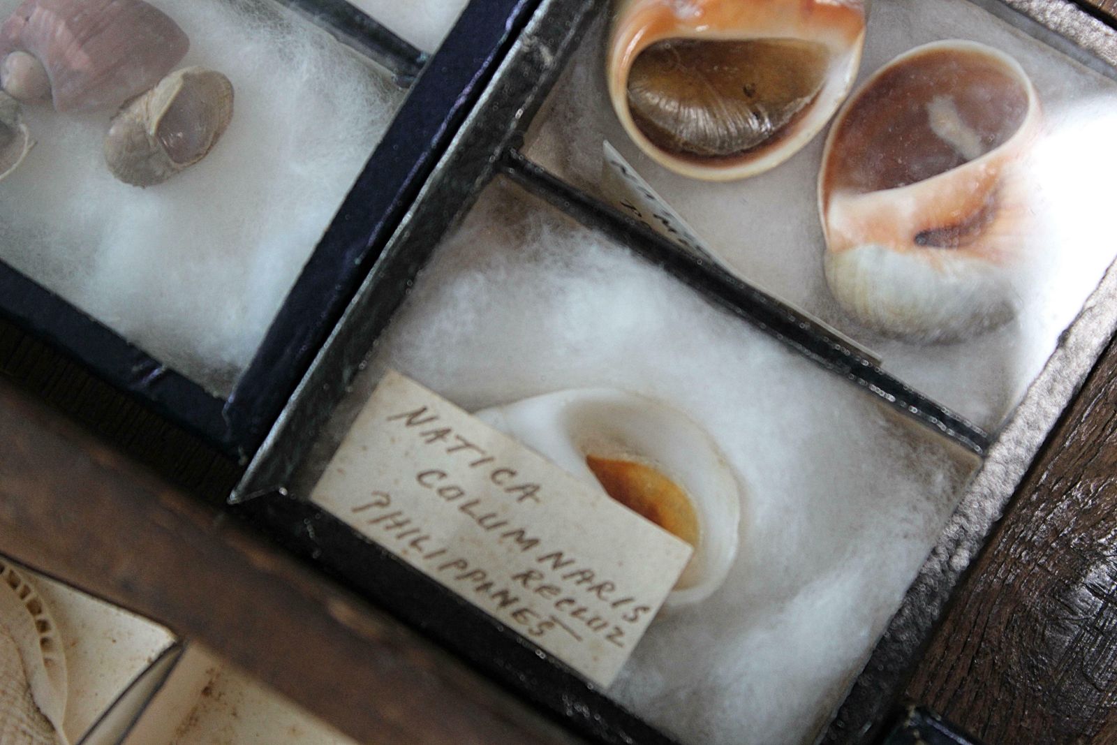 Home Decor 19th Century Large Collection Of Victorian Conchology Shell Specimens Taxidermy photo