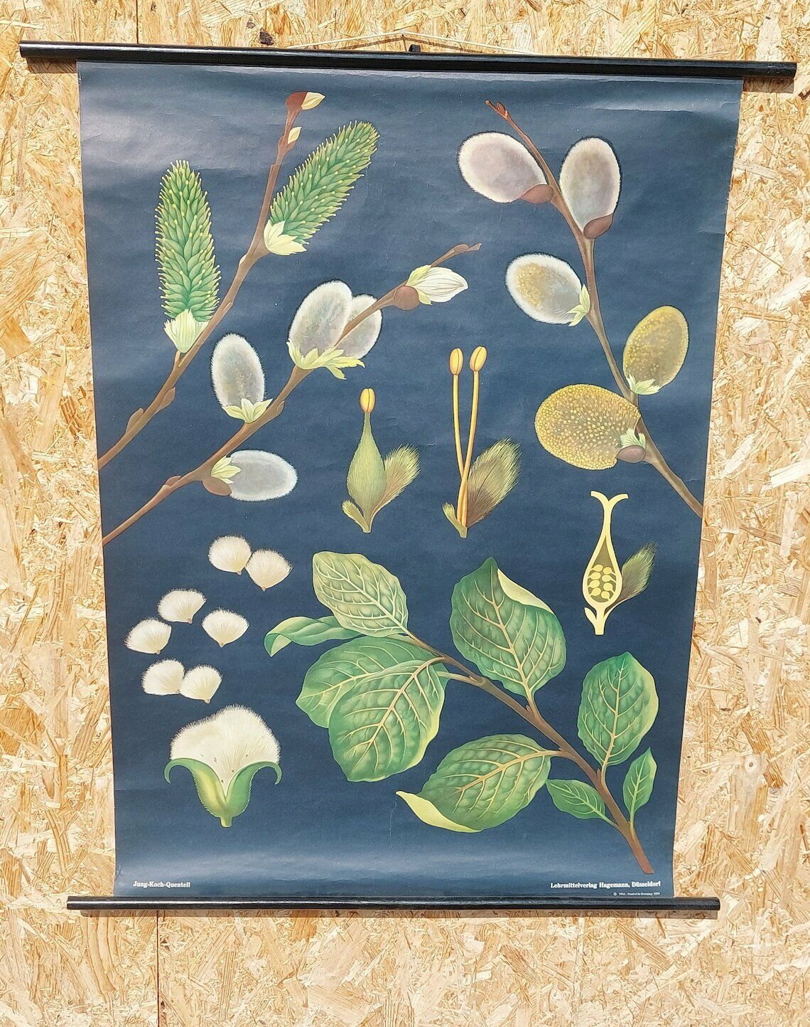 Vintage Original German Educational Poster/Willow/Vintage School Wall Chart/Roll Down Print/Botanical Chart/Jung Koch Quentell/70's photo vintage
