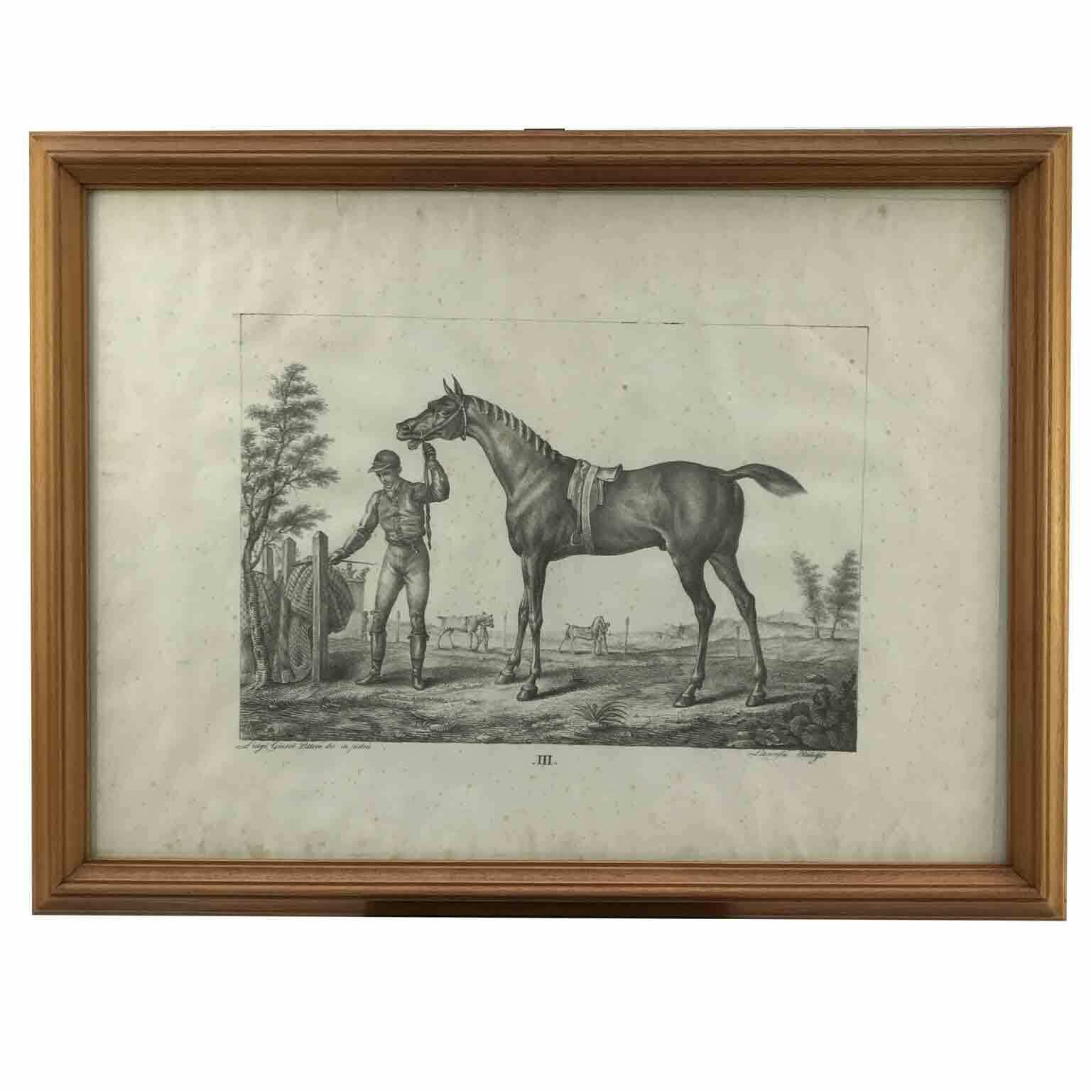 Luigi Giarré Horse Breeds Known In Europe Florence 1822 photo vintage