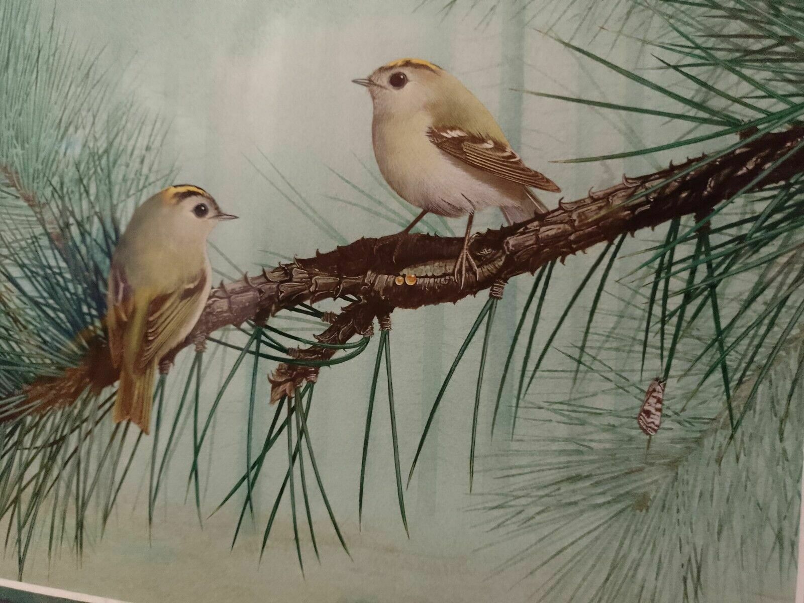 photo for sale Signed Original Ornithology Gouache Painting Of Birds Chris Shields Goldcrests