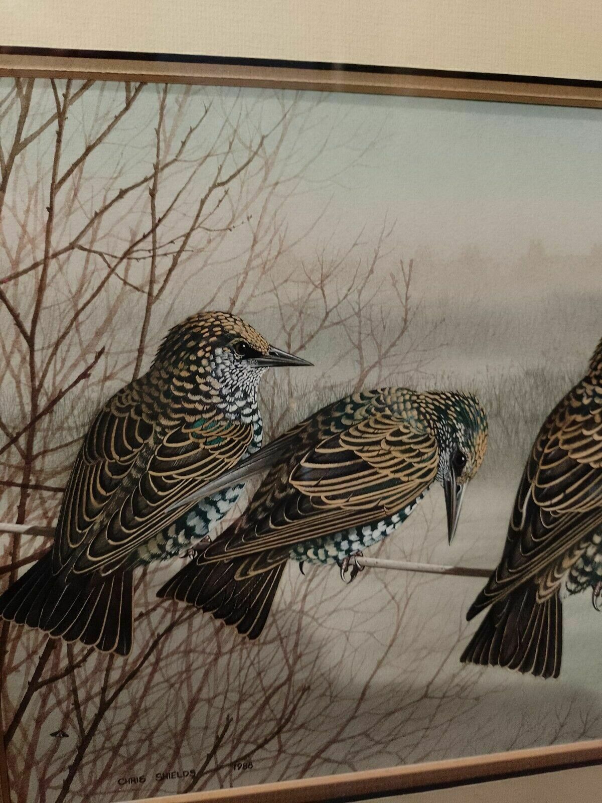 Signed Original Ornithology Gouache Painting Of Bird 3 Starlings Chris Shields photo Art