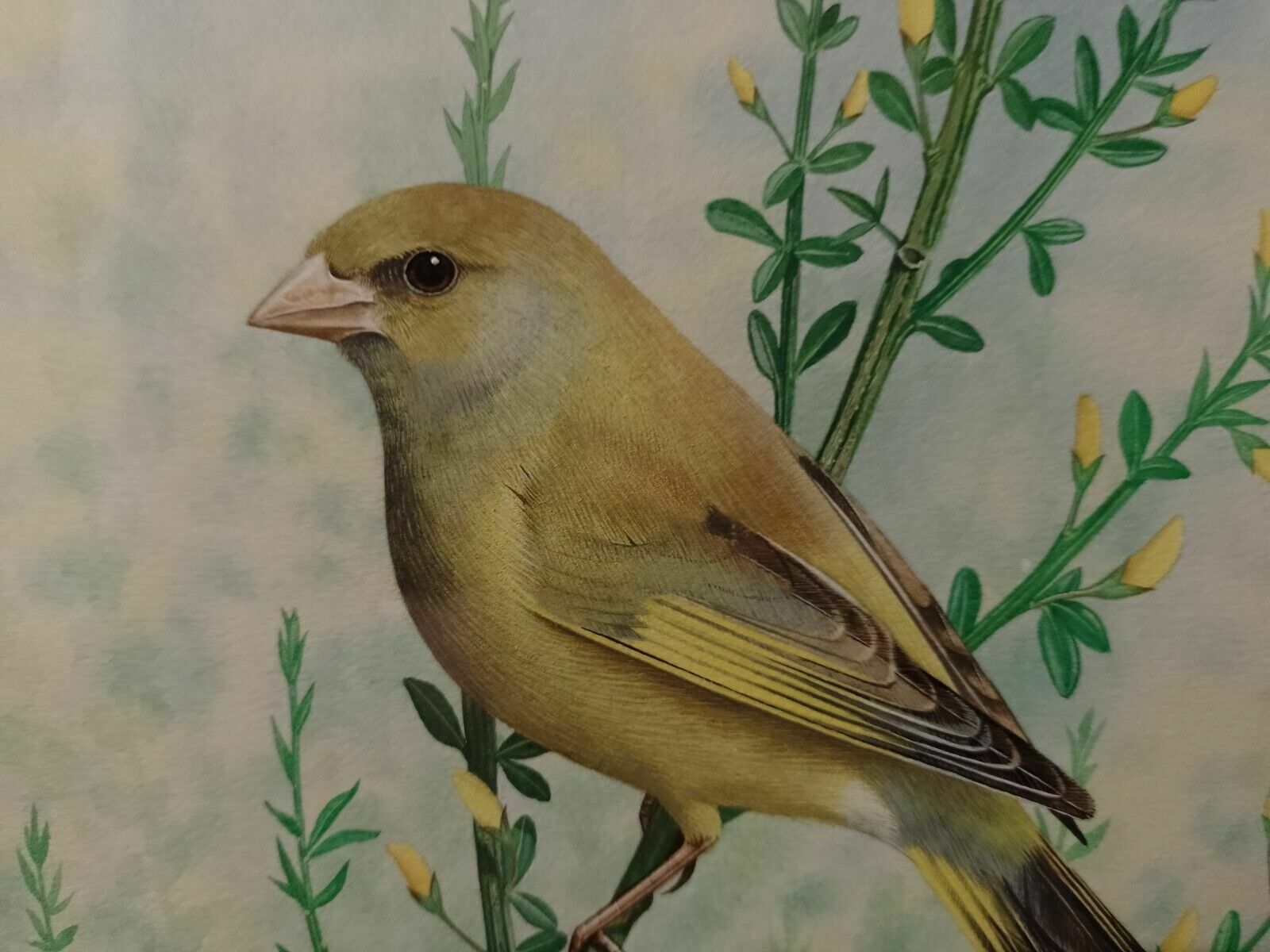 Signed Original Ornithology Gouache Painting Of Bird Greenfinch Chris Shields photo furniture