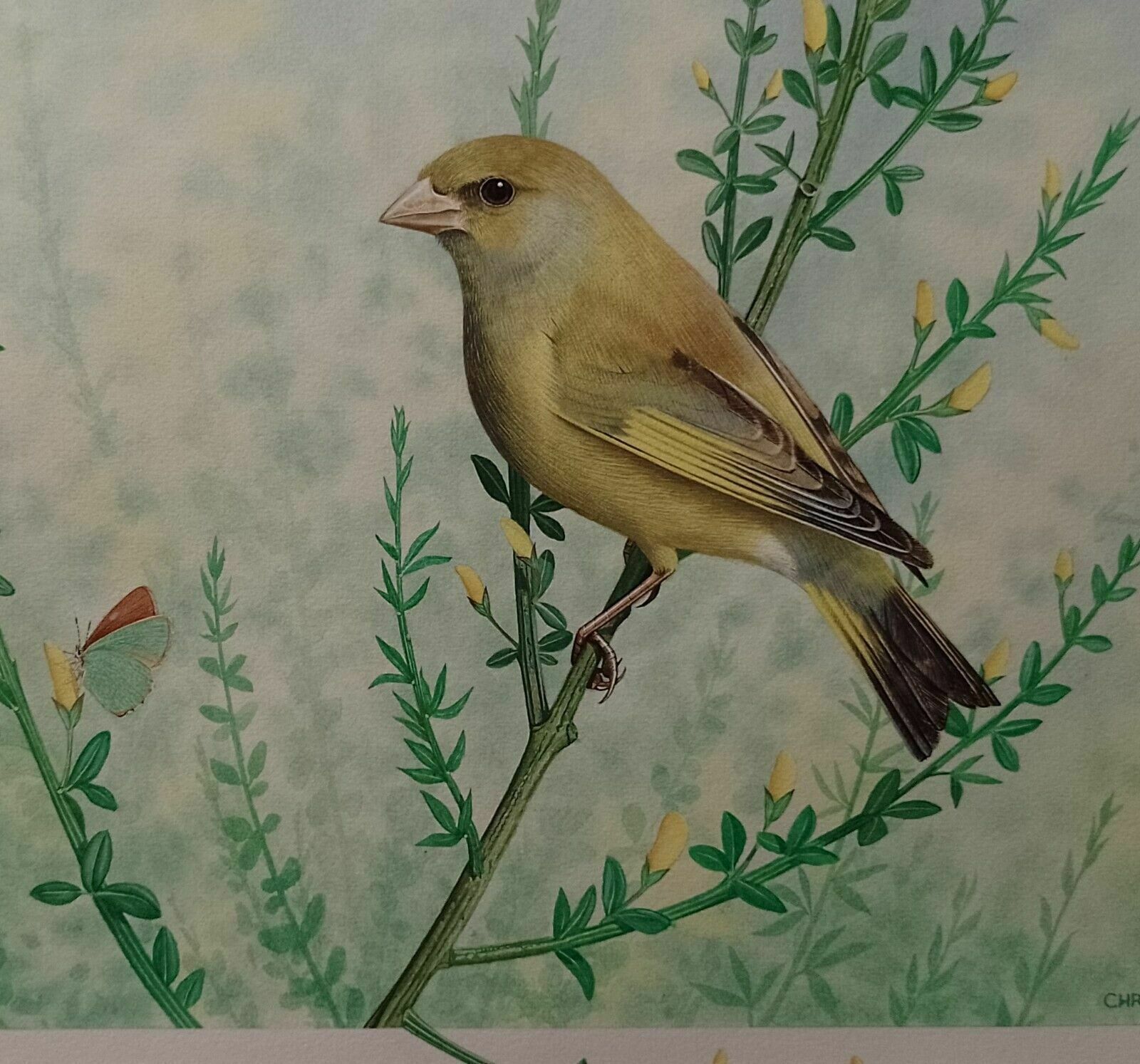 photo vinterior Signed Original Ornithology Gouache Painting Of Bird Greenfinch Chris Shields
