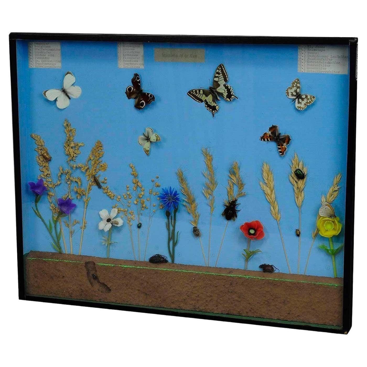 Vintage Schoolvitrine Met Insecten Van Het Grasland