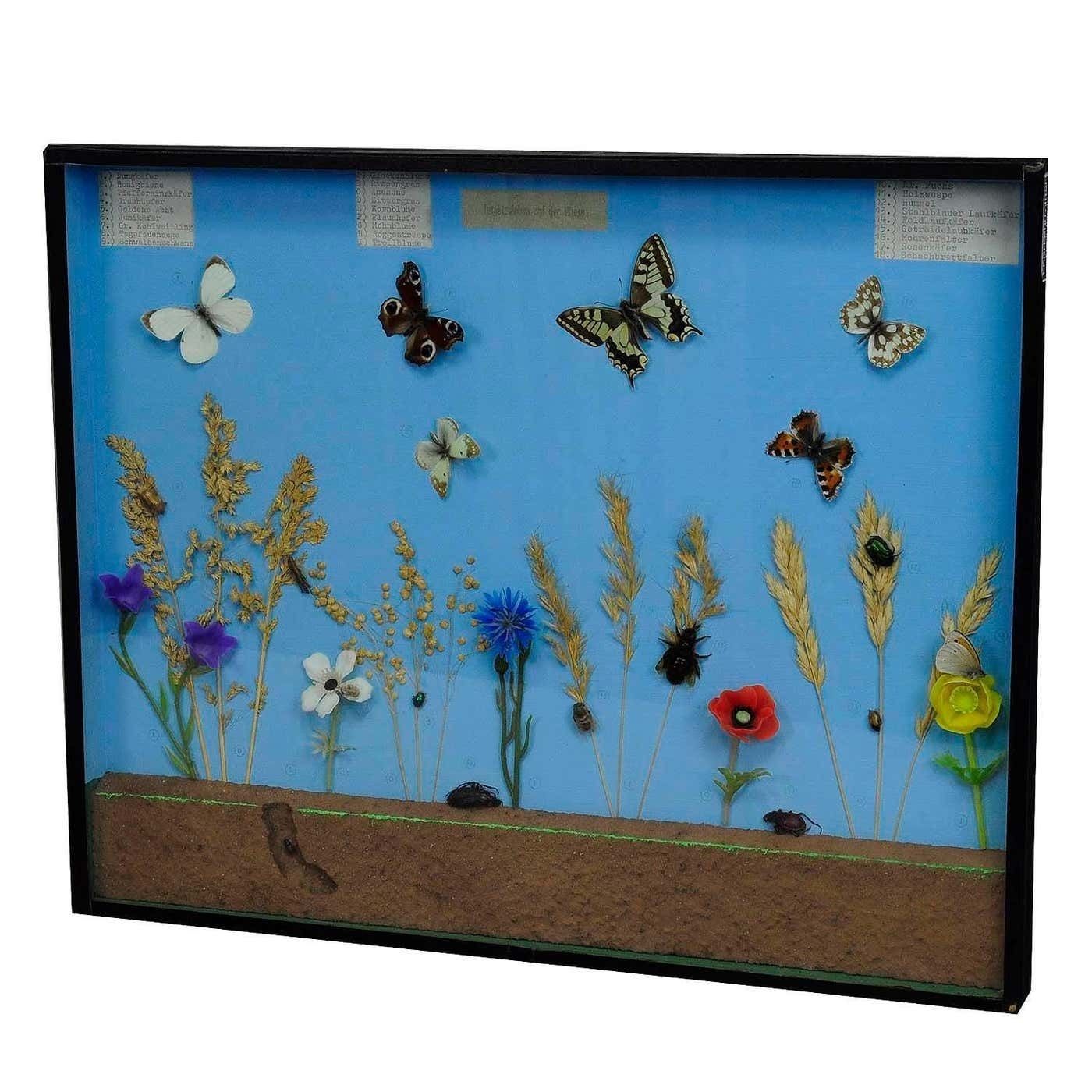 Great Vintage School Teaching Display Of The Insects Of The Grassland photo furniture