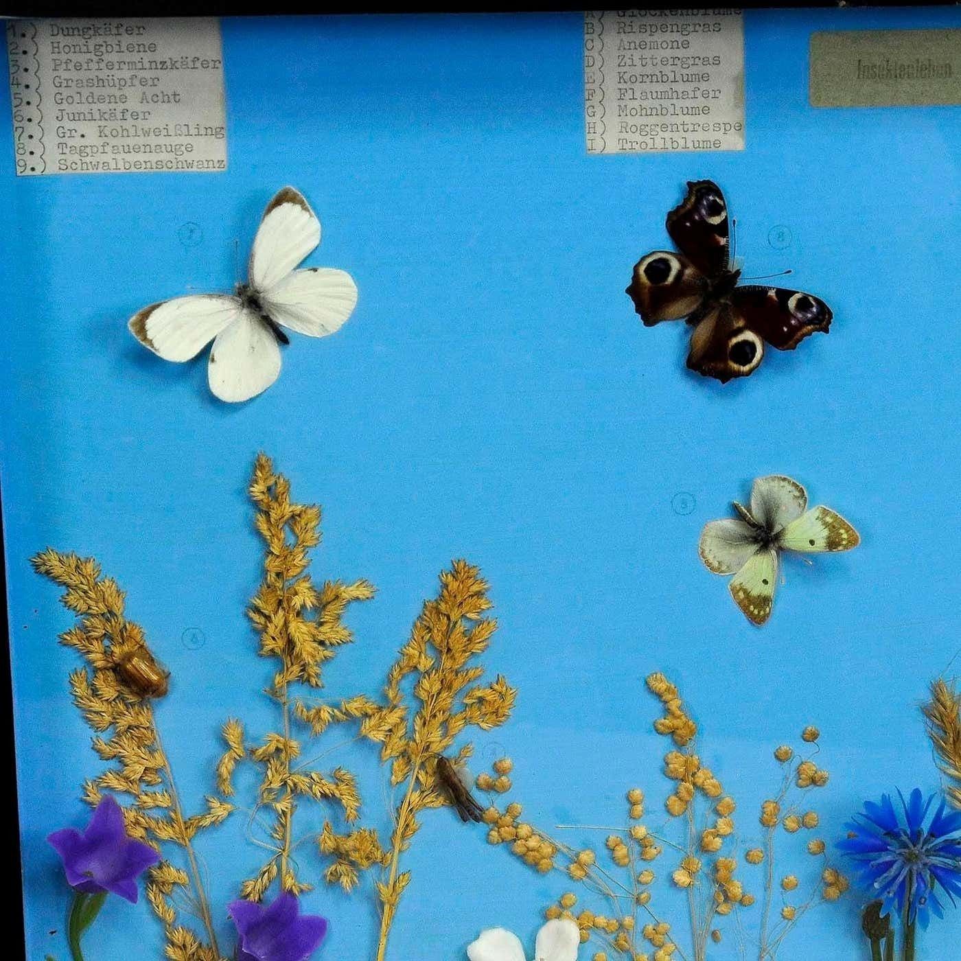 Vintage Schoolvitrine Met Insecten Van Het Grasland photo for sale