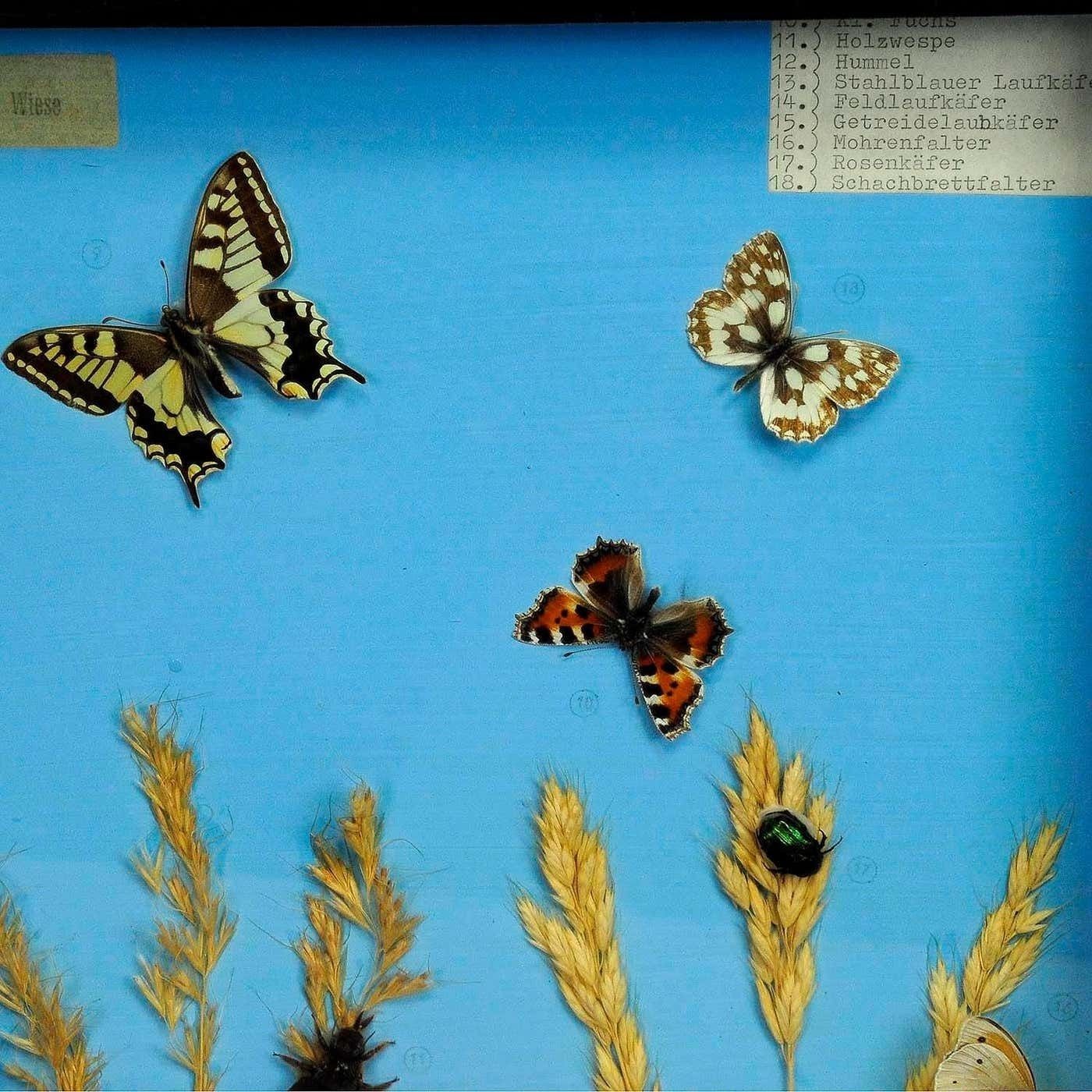 Vintage Schoolvitrine Met Insecten Van Het Grasland photo Kunst