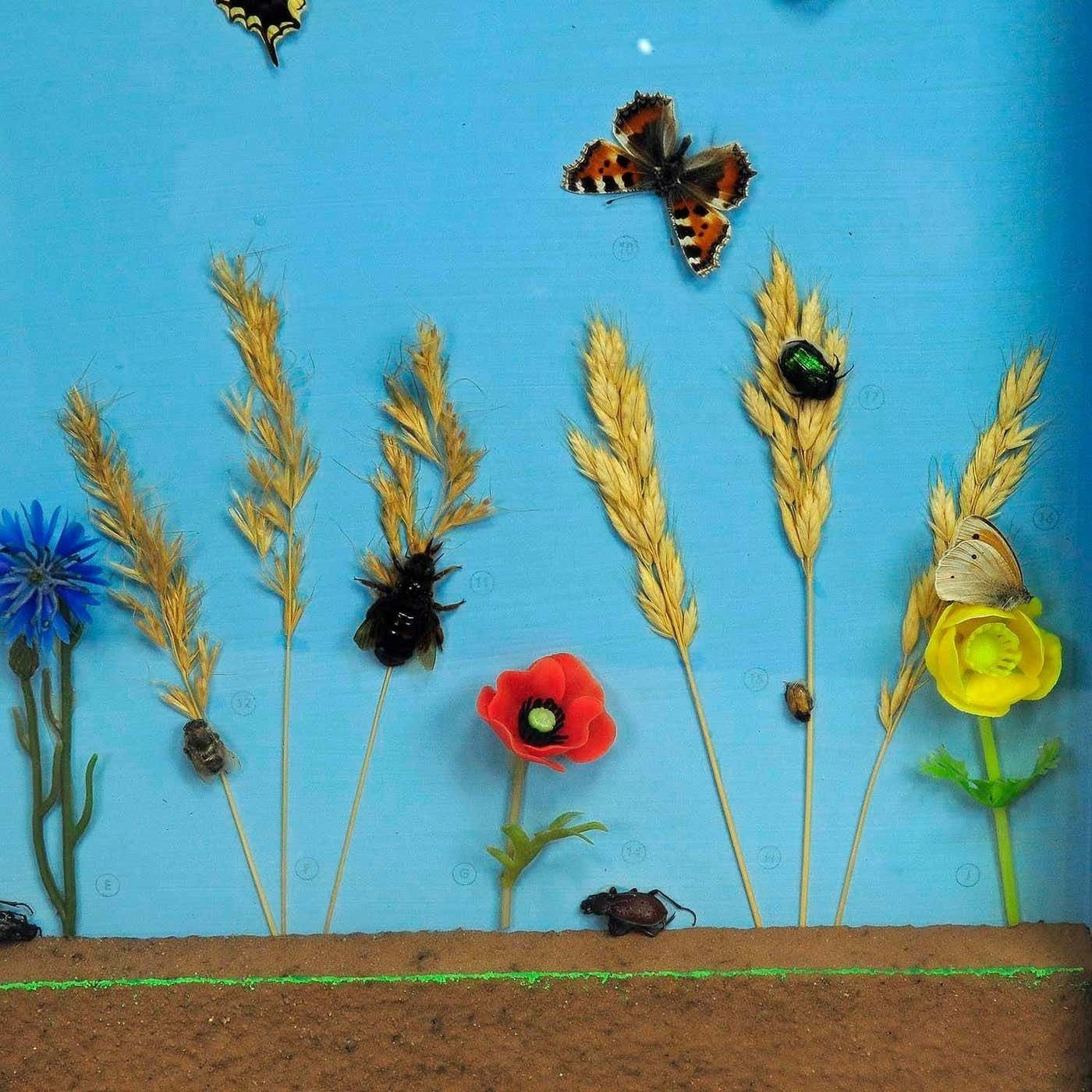 Vintage Schoolvitrine Met Insecten Van Het Grasland photo 392.0
