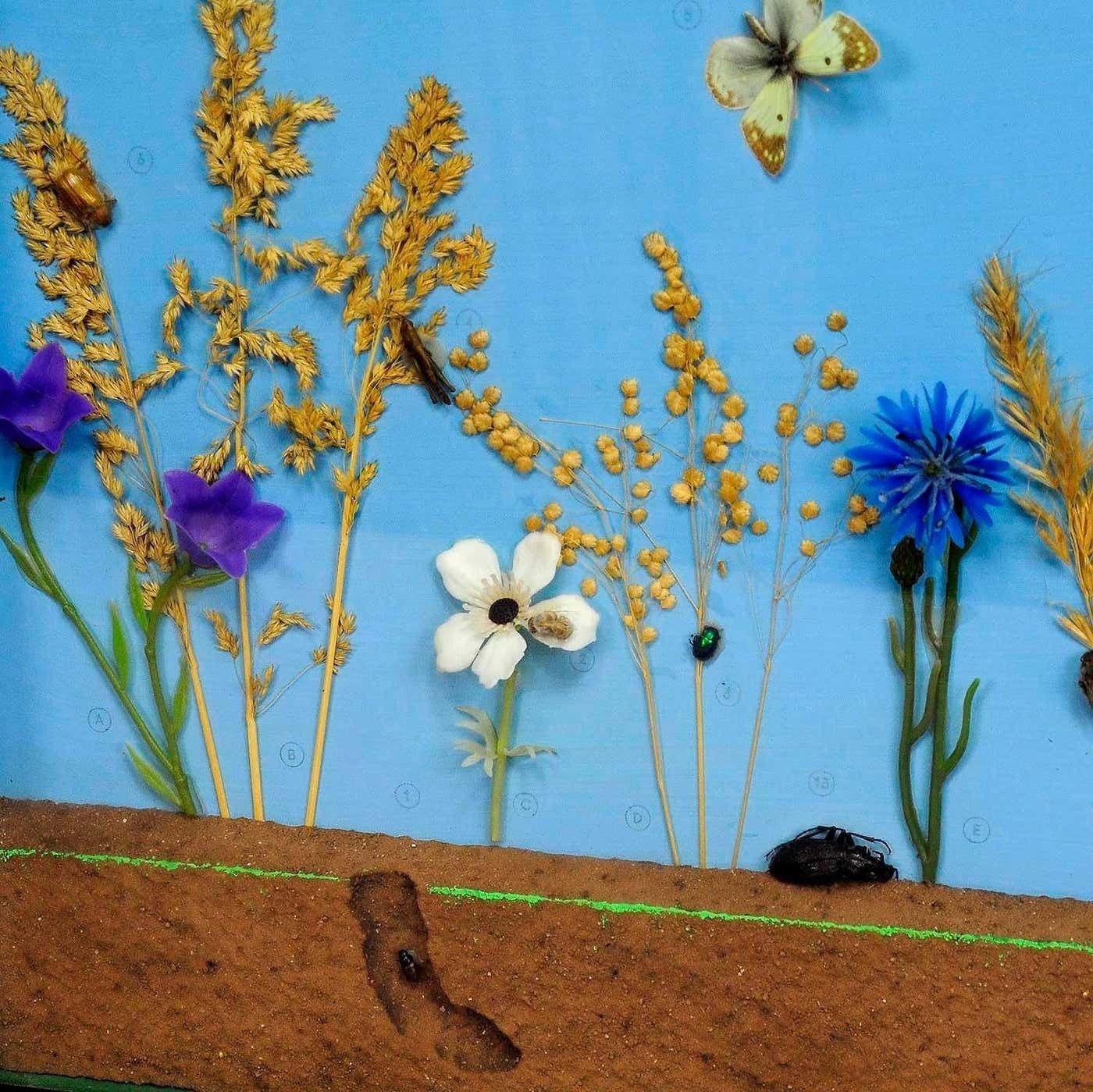 Vintage Schoolvitrine Met Insecten Van Het Grasland photo vinterior