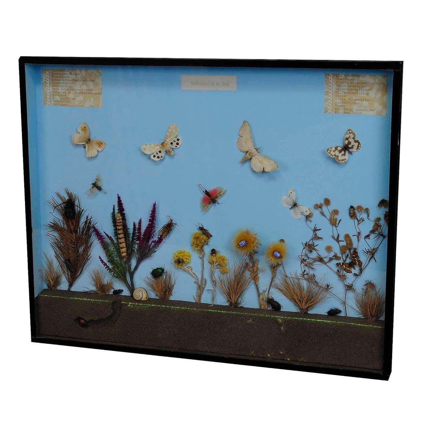 Great Vintage School Teaching Display Of The Insects Of The Heath photo furniture