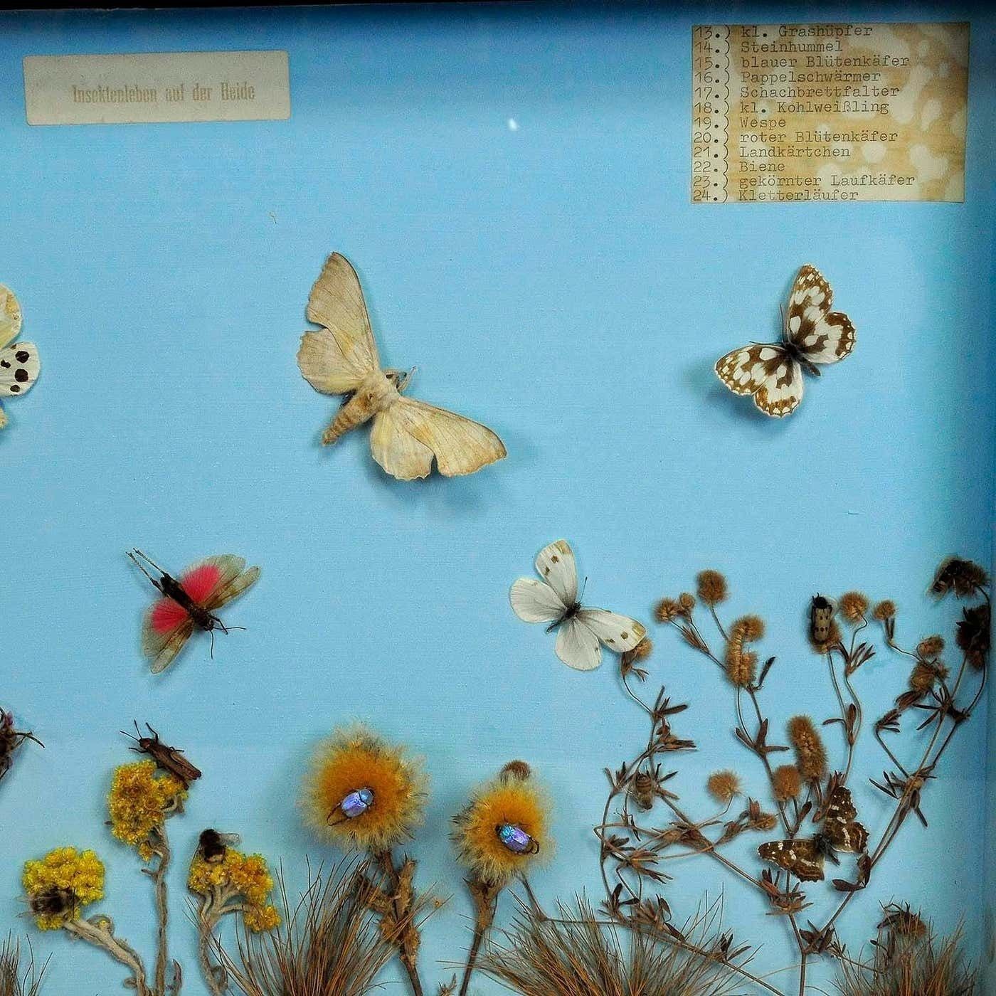 Great Vintage School Teaching Display Of The Insects Of The Heath photo Art
