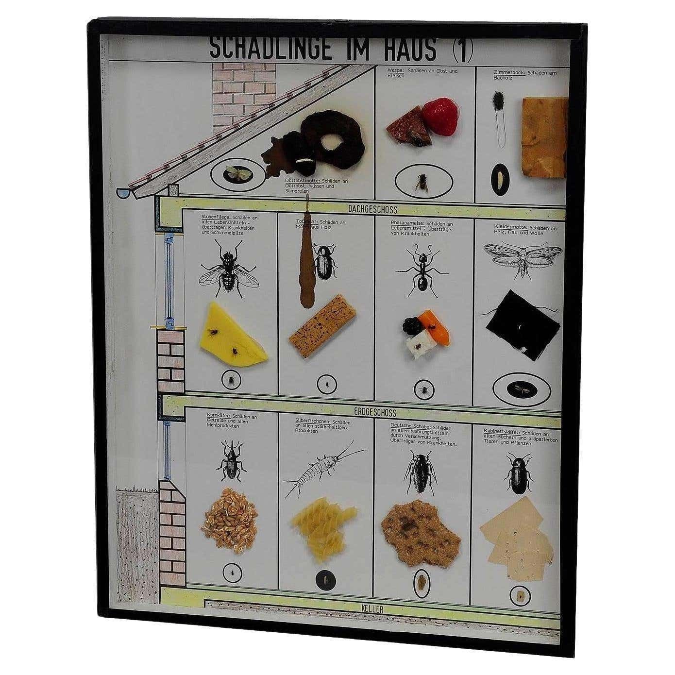 Great Vintage School Teaching Display Of Household Pests