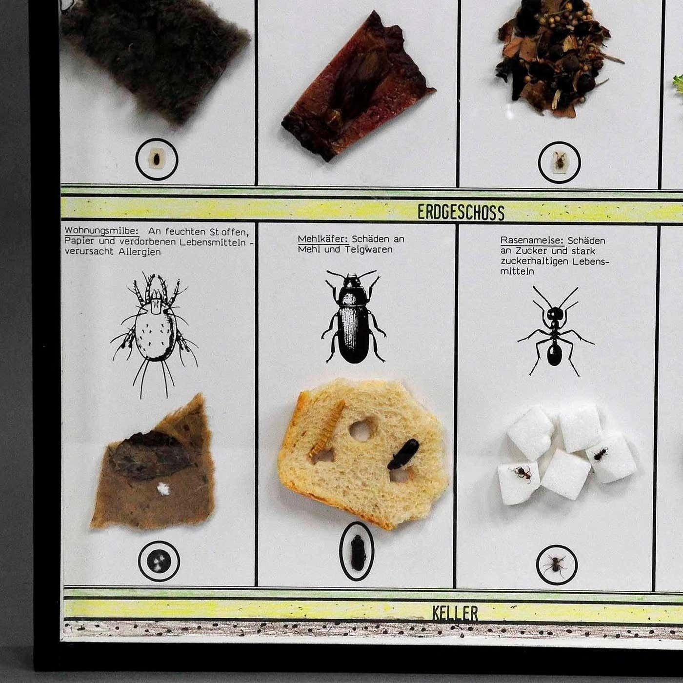 Great Vintage School Teaching Display Of Household Pests photo 392.0
