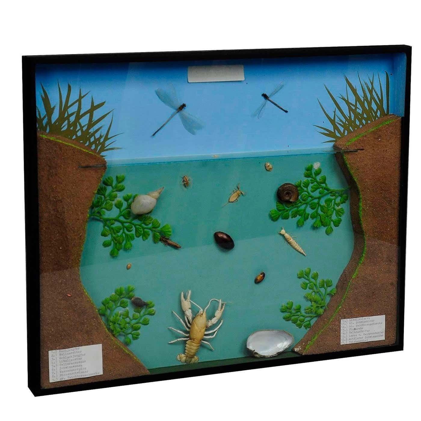 Great Vintage School Teaching Display Of The Fresh Water Habitat photo furniture