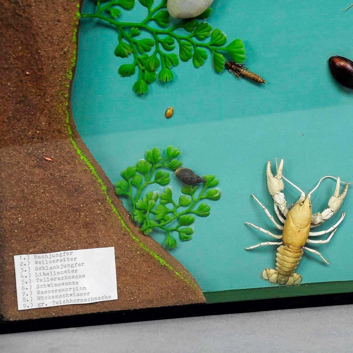 Great Vintage School Teaching Display Of The Fresh Water Habitat photo for sale