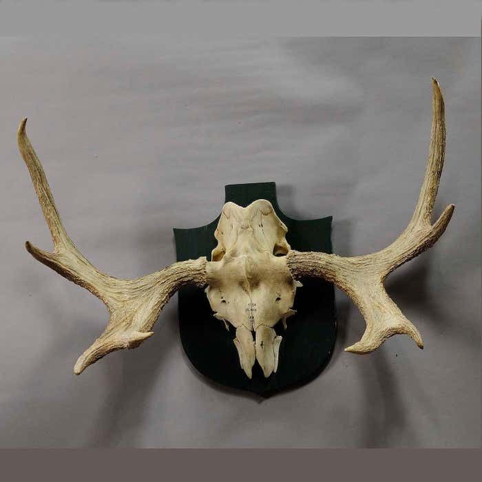 Moose Trophy From A Noble Estate In Germany Shot In Oeland 1956 photo for sale