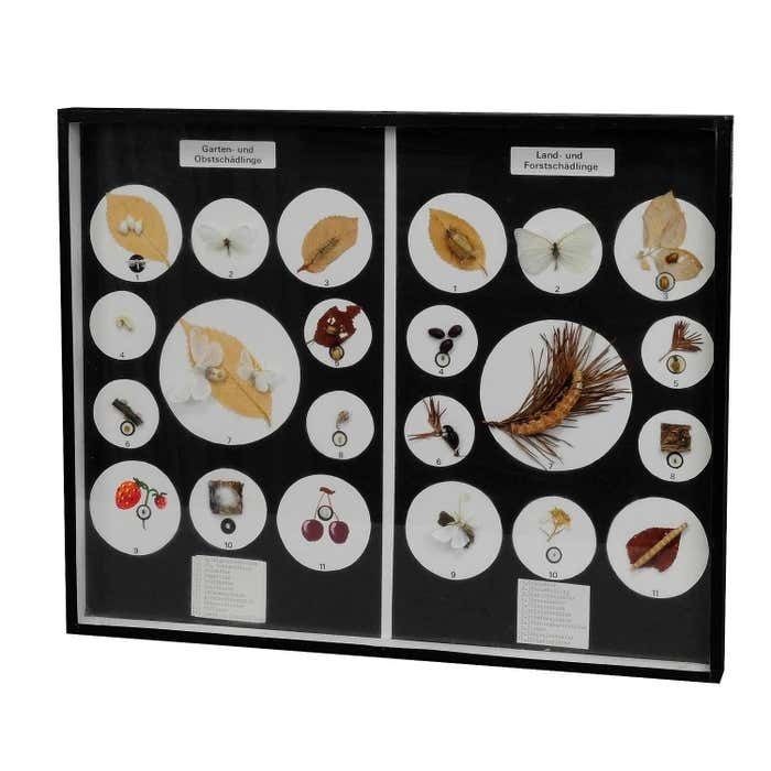 Great Vintage School Teaching Display Vermins In The Garden And Forest photo furniture