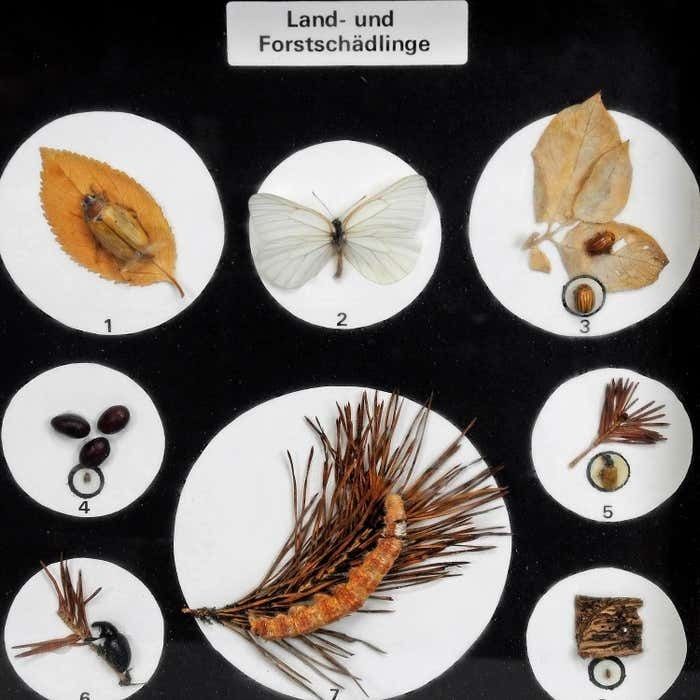 Great Vintage School Teaching Display Vermins In The Garden And Forest photo Art