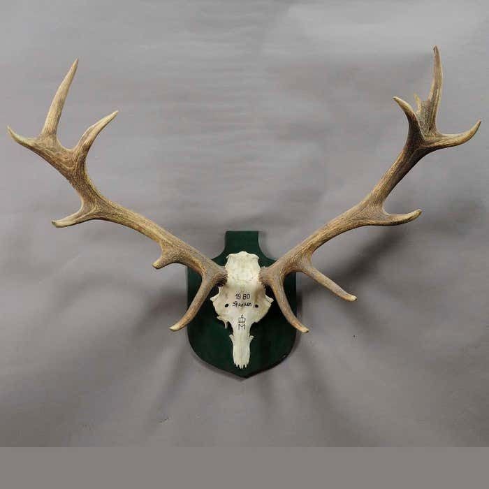 Large Deer Trophy From A Noble Estate, Uneven 14 Ends photo for sale