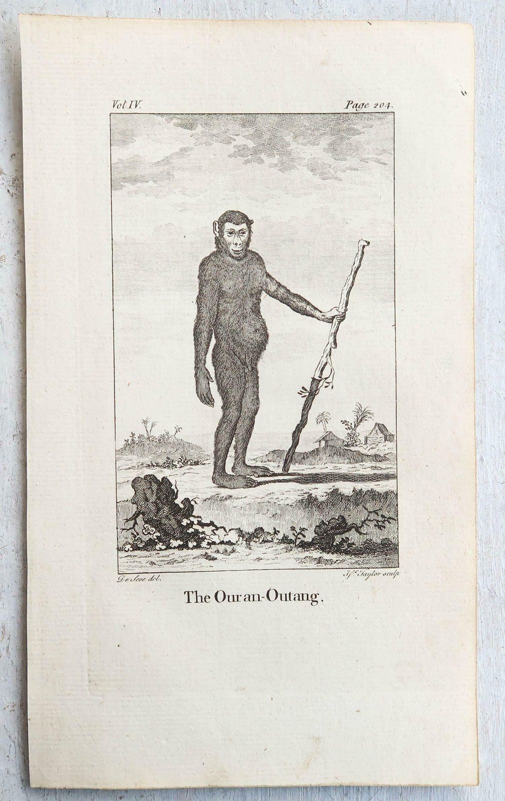 Set Of 8 Original Antique Prints Of Monkey's, Circa 1780 photo vinterior