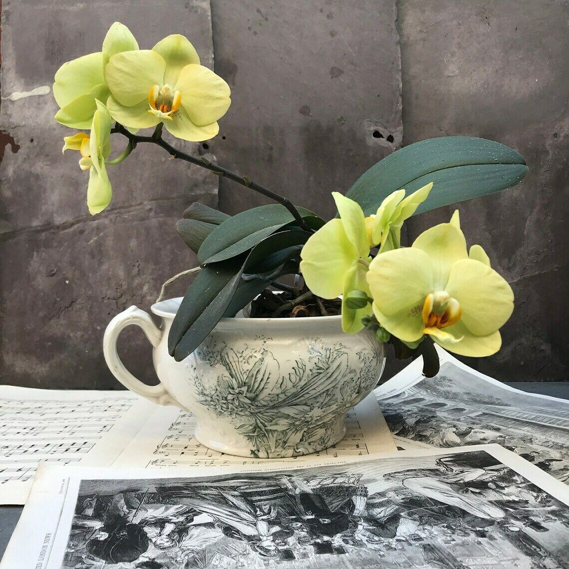 Antique Transfer Ware Chamber Pot. Decorative Orchids. Floral Design Flower Pot Vase. Shabby Chic. Bathroom Decor. 1800's. Home Decor photo furniture