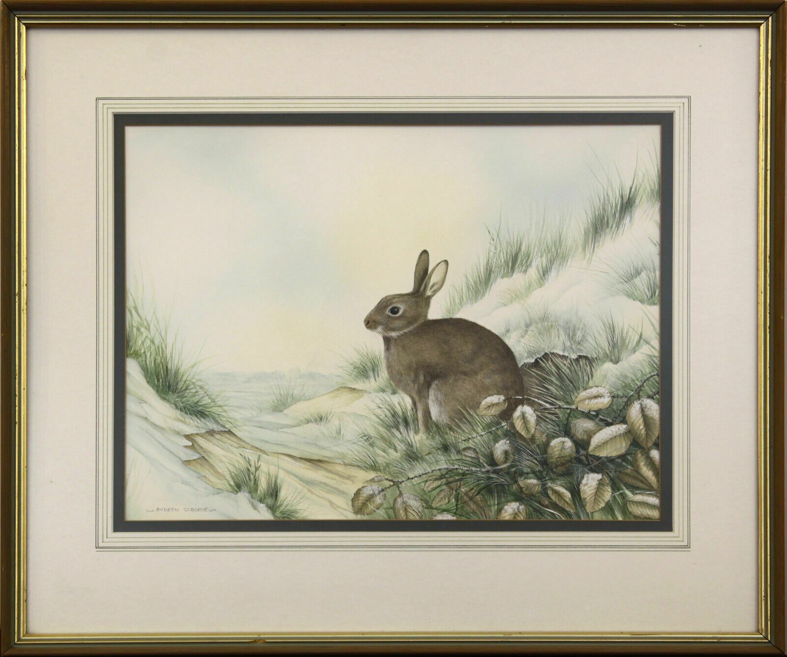 Watercolour Of A Rabbit By Andrew Osborne.