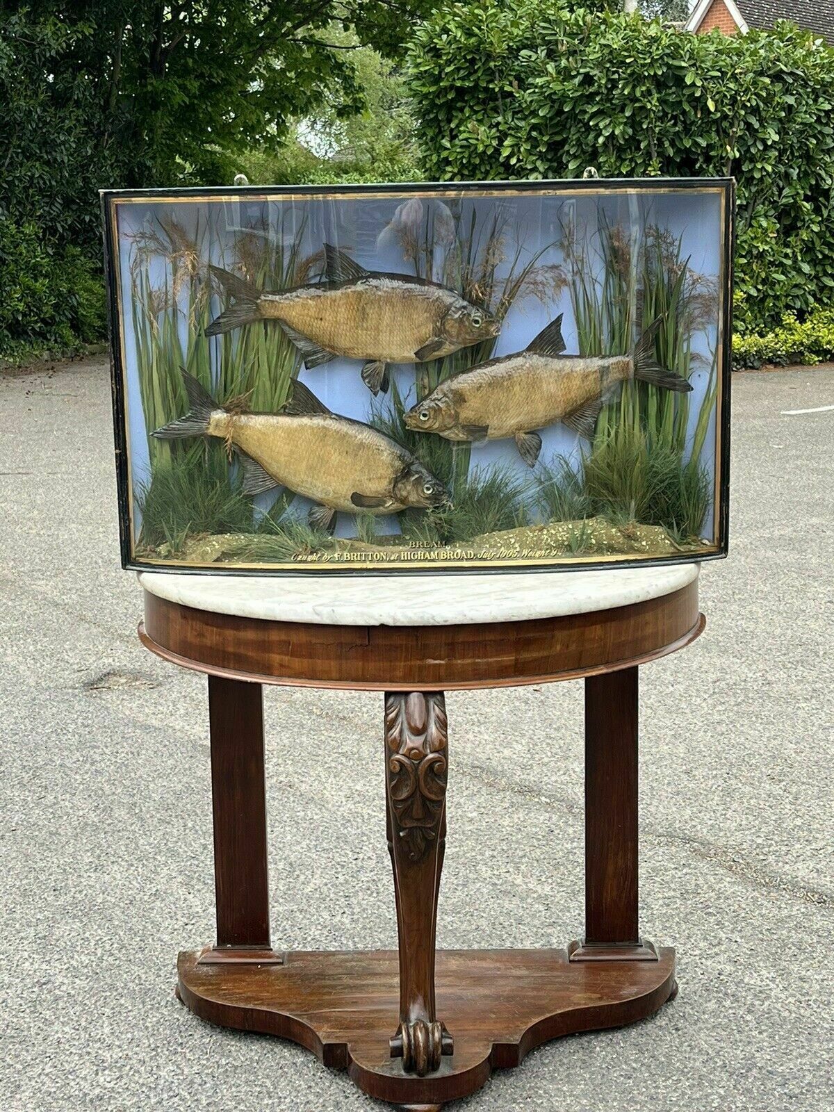 Taxidermy Bream, Bow Front Case, Caught By F.Britton 1906, Large & Exceptional photo furniture