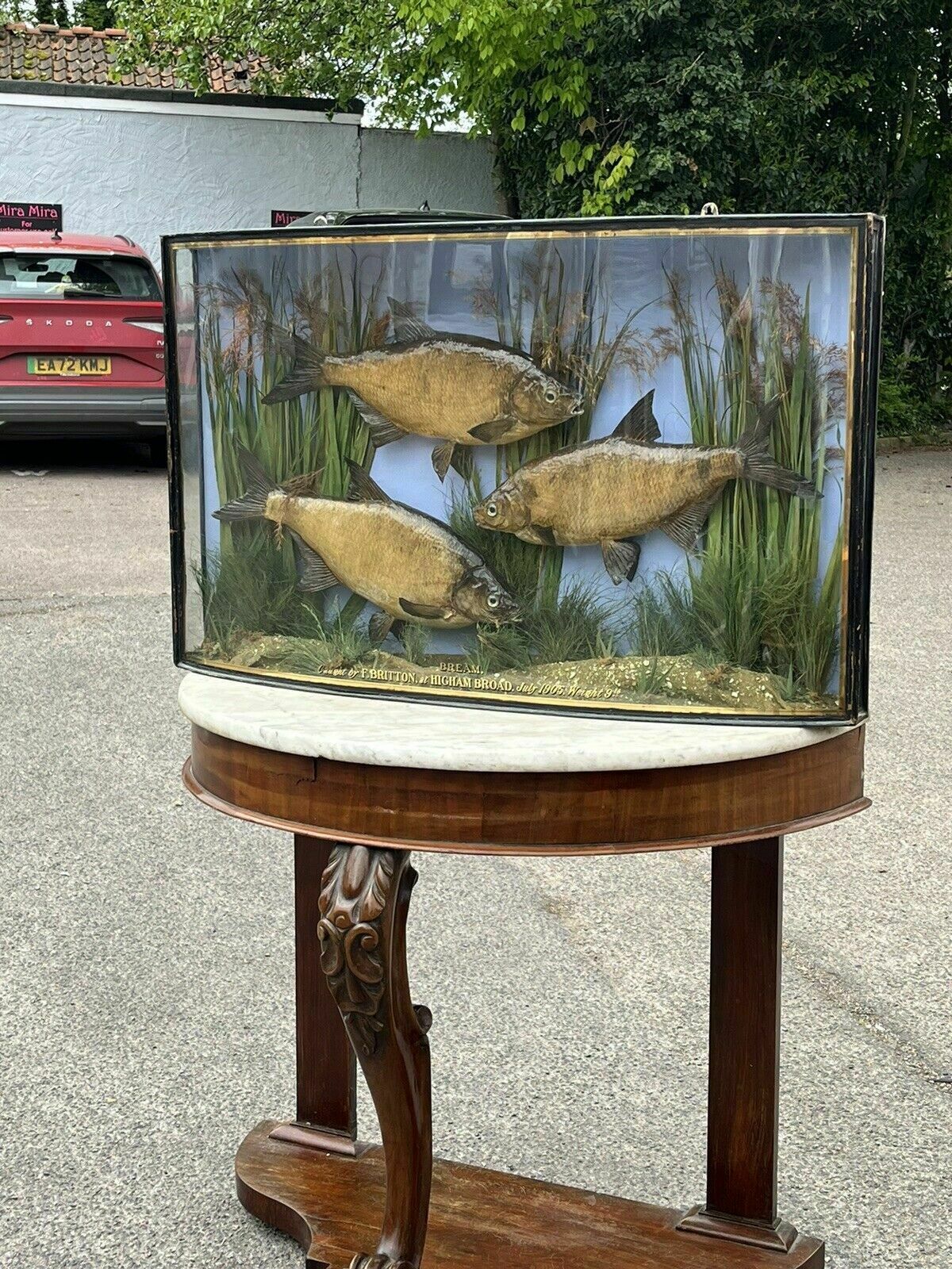 Taxidermy Bream, Bow Front Case, Caught By F.Britton 1906, Large & Exceptional photo for sale