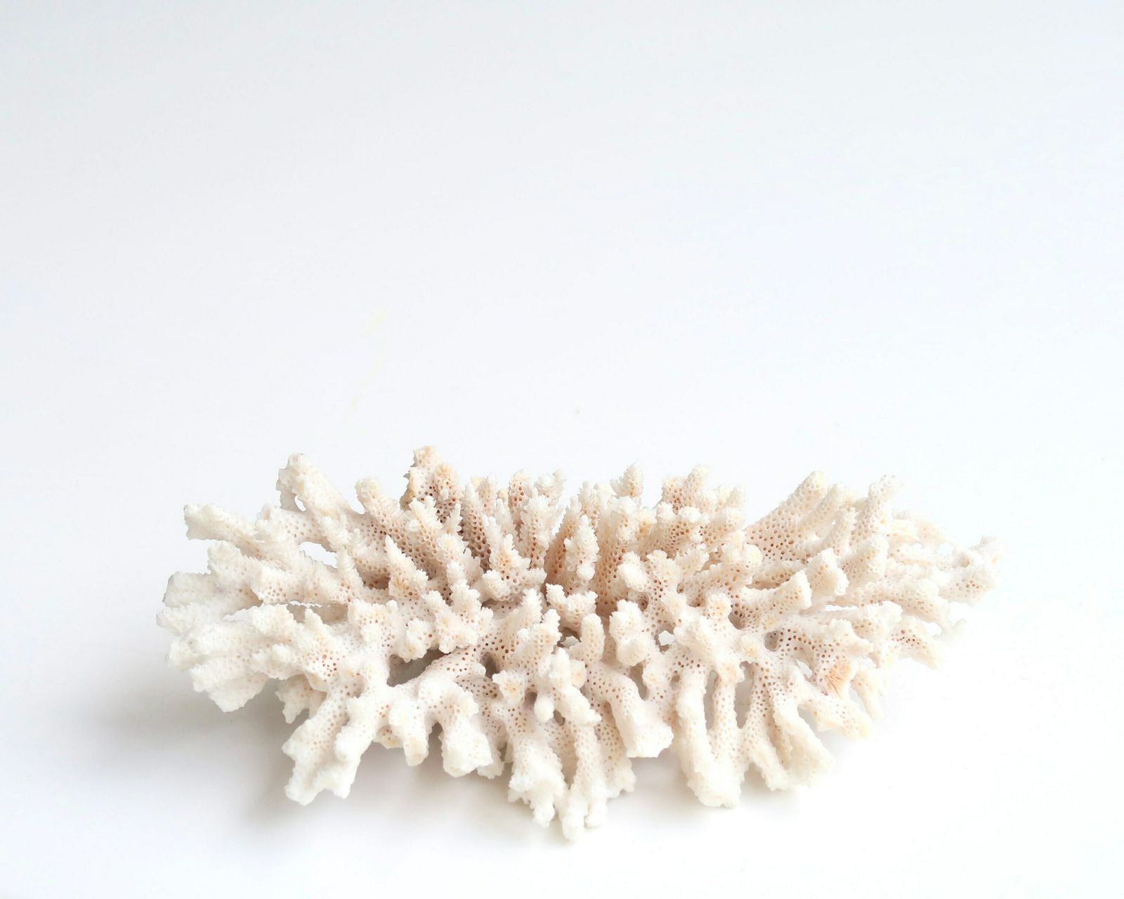 White Coral Branch, 1970s / Boho Chic, Boho, Bohemian, Folk Decor, Bathroom Decor, Cabinet Of Curiosities photo for sale