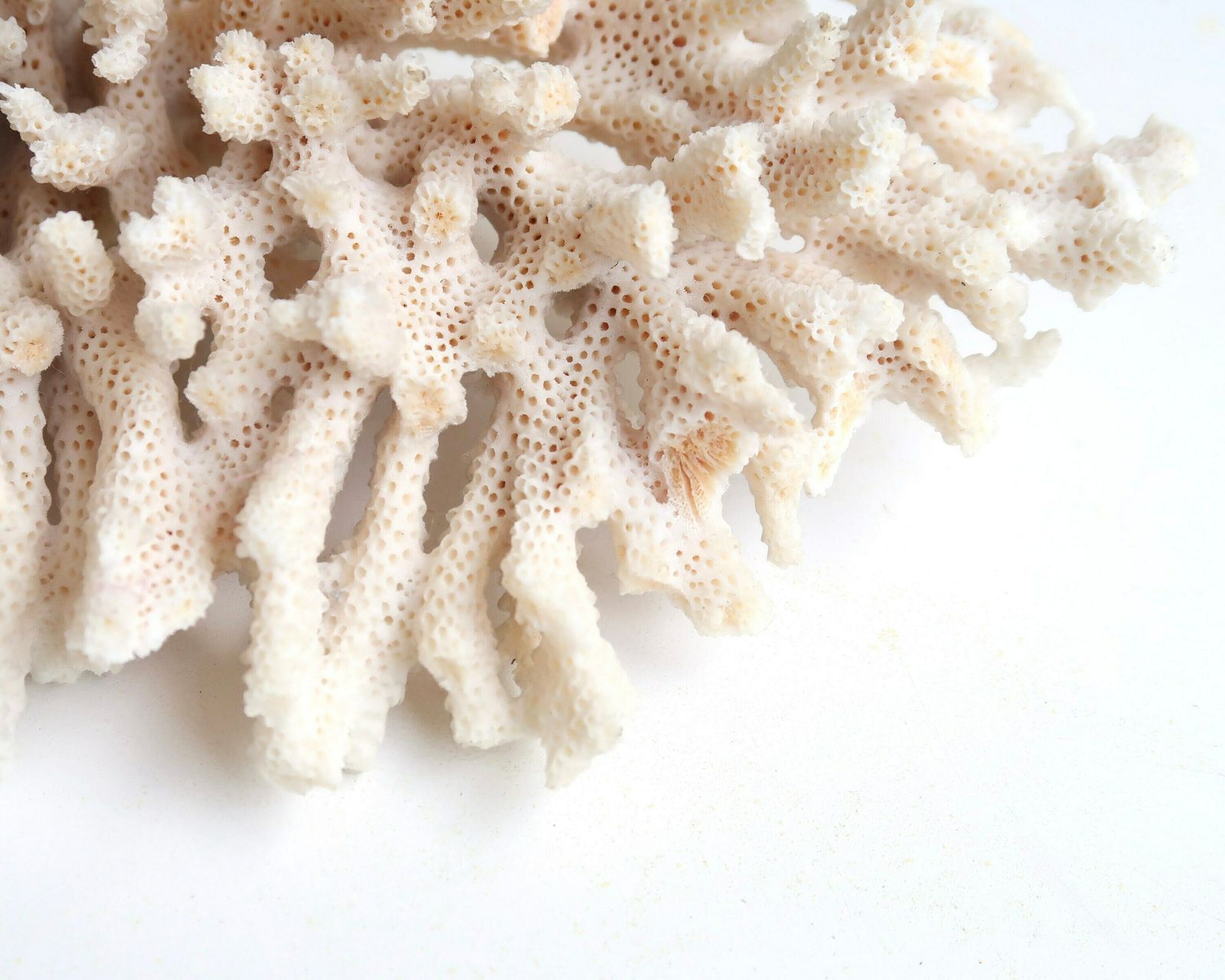 White Coral Branch, 1970s / Boho Chic, Boho, Bohemian, Folk Decor, Bathroom Decor, Cabinet Of Curiosities photo 164.0