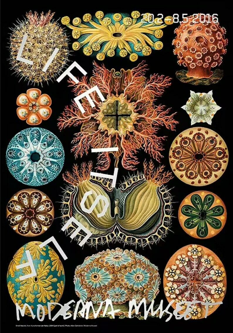 Original Ernst Haeckel Museum Poster   Kunstformen Der Natur   Stunning Exhibition Print   Nature Illustrations