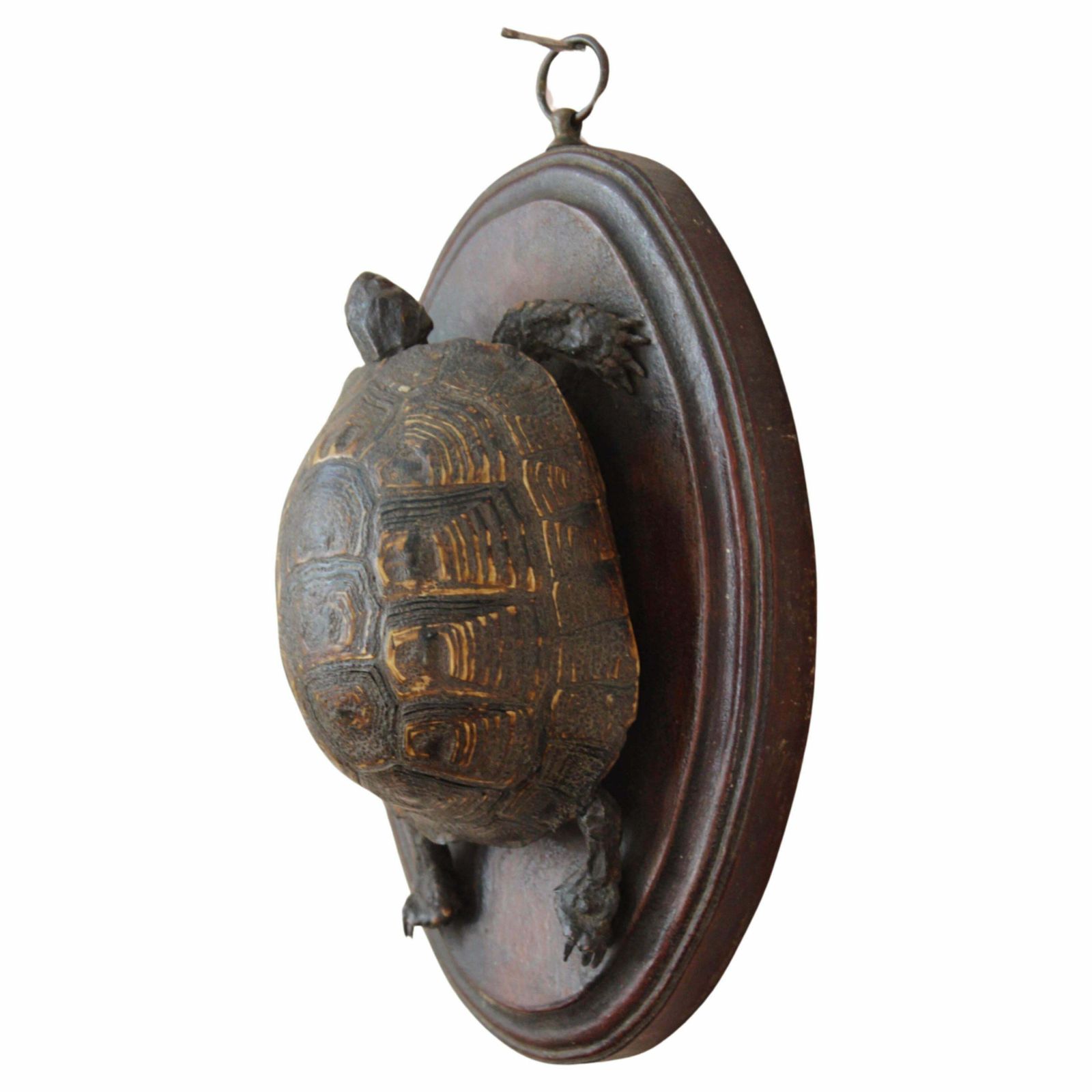 19th Century Early Victorian Tortoise Mount On Oak Oval Taxidermy Curio