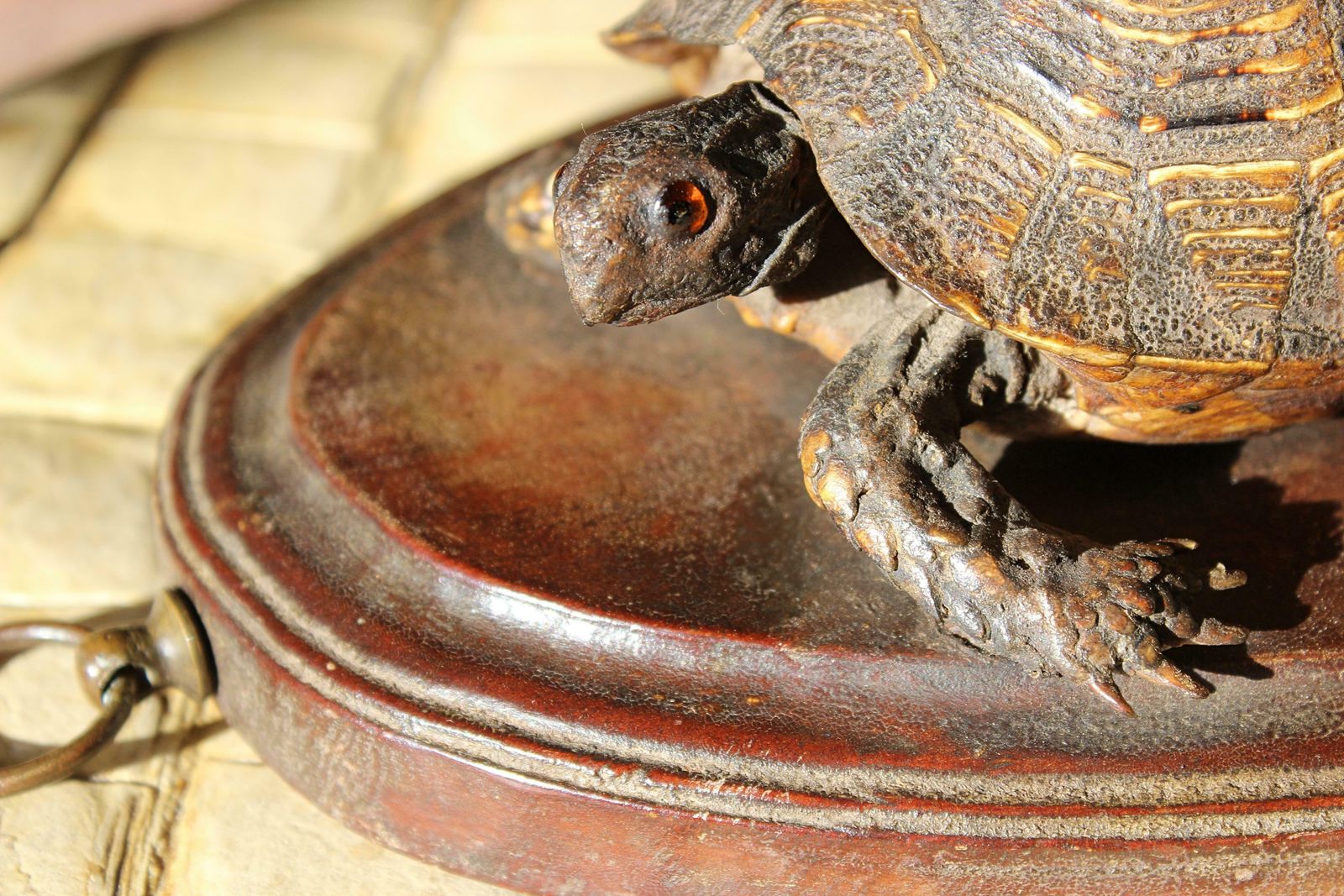 19th Century Early Victorian Tortoise Mount On Oak Oval Taxidermy Curio photo for sale