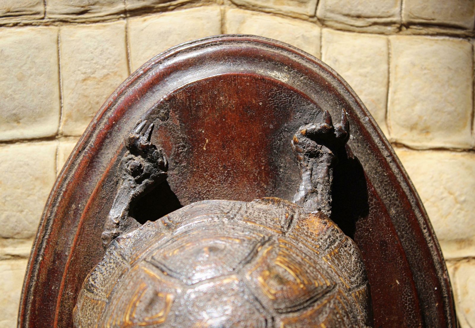 19th Century Early Victorian Tortoise Mount On Oak Oval Taxidermy Curio photo vinterior
