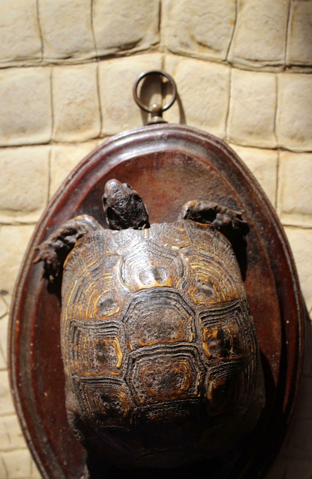 photo vintage 19th Century Early Victorian Tortoise Mount On Oak Oval Taxidermy Curio