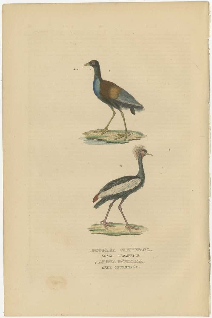 Old Bird Print Of The Grey Winged Trumpeter And Black Crowned Of Kaffir Cra photo furniture