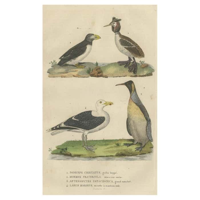 Original Print Of Great Crested Grebe, Atlantic Puffin, King Penguin, Great Gull