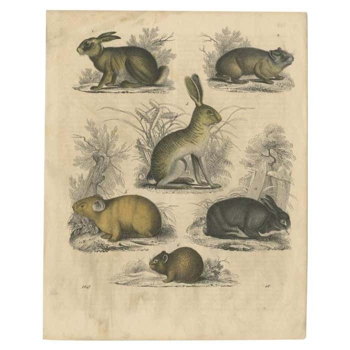 Antique Print Of Rodent Species, 1847