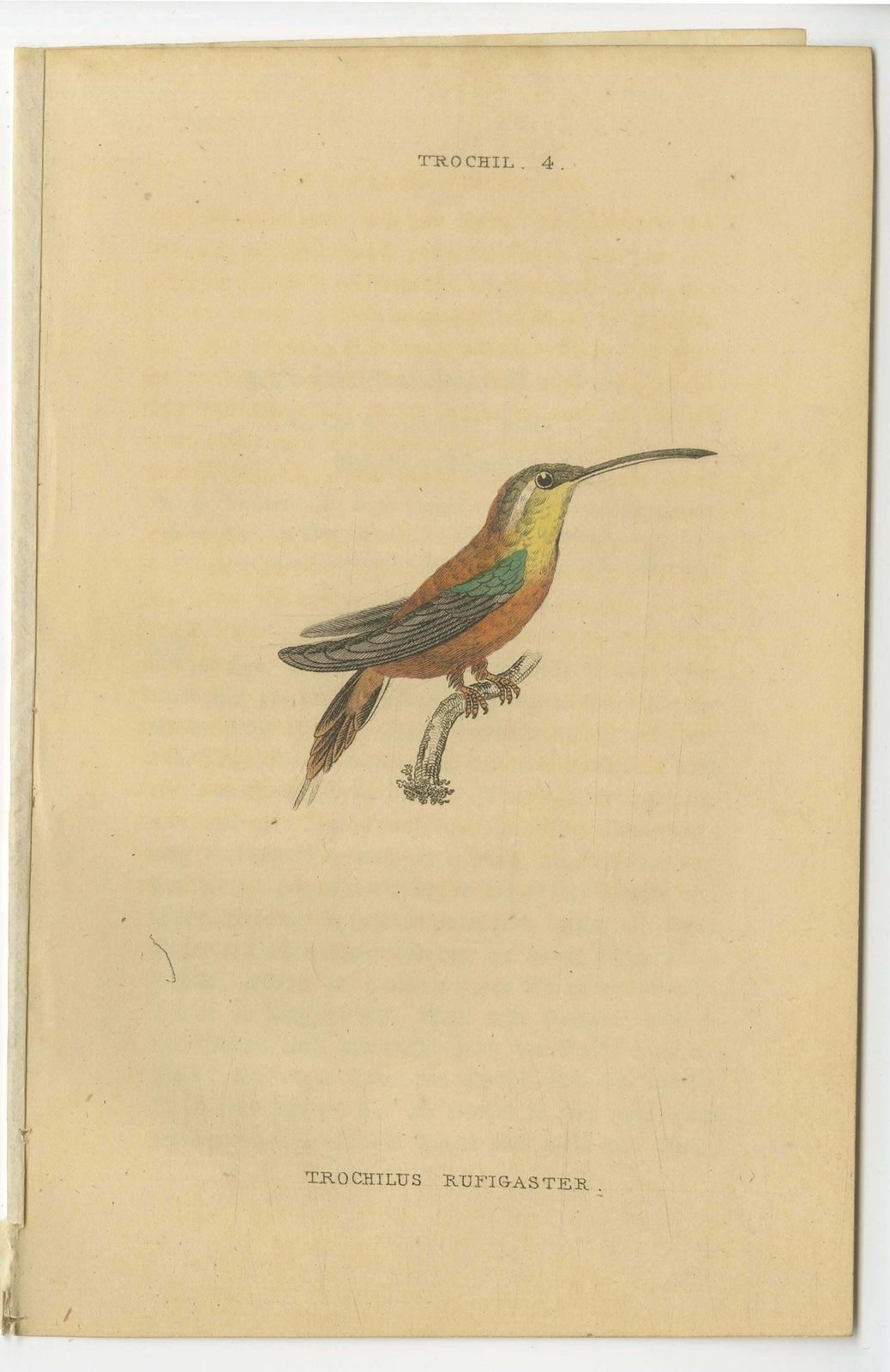 Hummingbird Bird Prints, Handcolored Fiery Tailed Hummingbirds By Jardine, 1837 photo Art