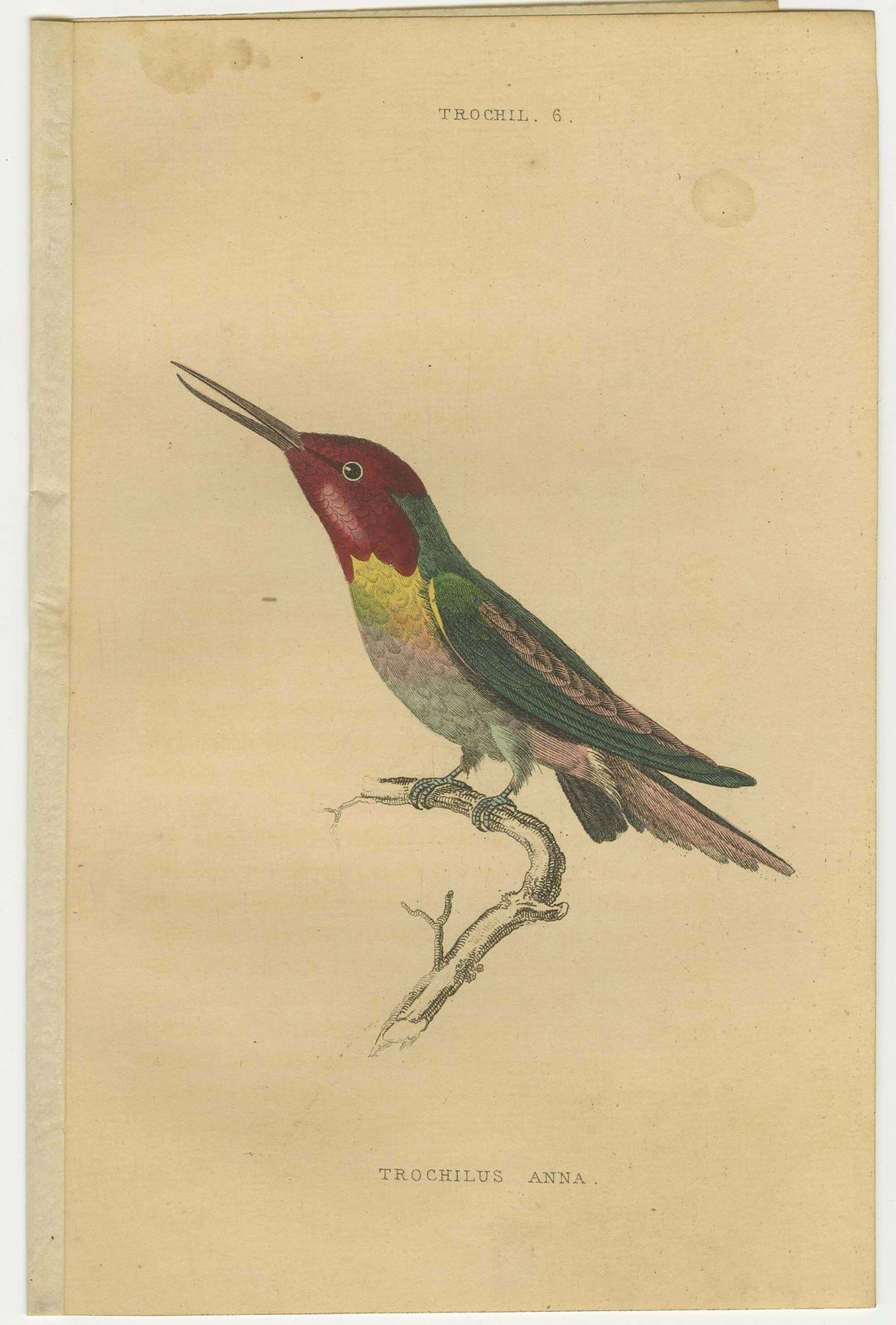 Hummingbird Bird Prints, Handcolored Fiery Tailed Hummingbirds By Jardine, 1837 photo vinterior